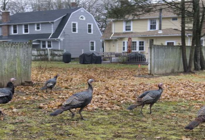 Kalkun Liar “Menginvasi” Massachusetts 